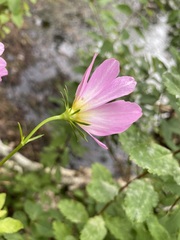 Sabatia kennedyana