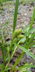 Carex frankii
