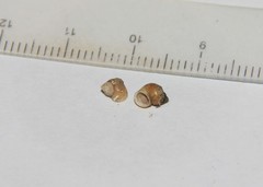 Potamolithus catharinae