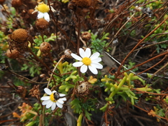 Argyranthemum frutescens