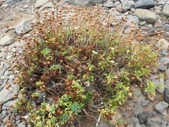 Argyranthemum frutescens