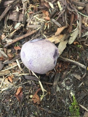 Tylopilus plumbeoviolaceus