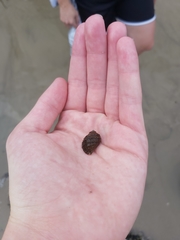 Nucella canaliculata