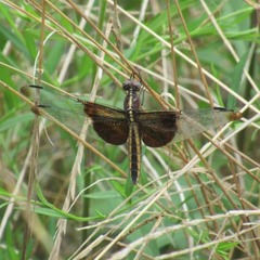 Libellula luctuosa