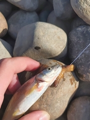 Ptychocheilus oregonensis