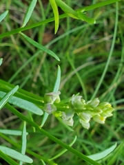 Polygala verticillata