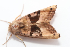 Phlogophora periculosa