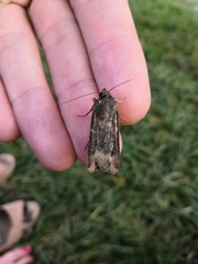 Agrotis ipsilon