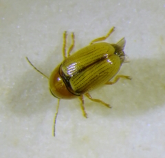 Cryptocephalus fulvus