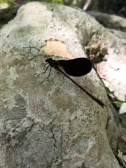 Calopteryx haemorrhoidalis