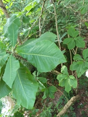 Magnolia macrophylla