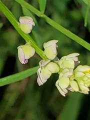 Polygala verticillata