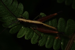 Phlaeoba formosana