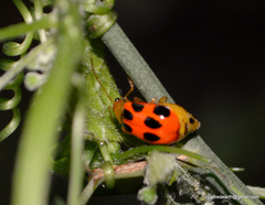 Paridea octomaculata