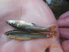 Notropis dorsalis