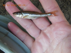 Notropis dorsalis