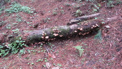 Armillaria mexicana