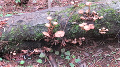 Armillaria mexicana