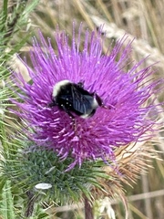 Bombus californicus