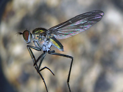 Hydrophorus litoreus