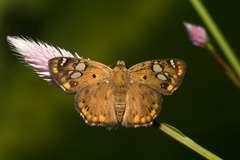 Coladenia indrani