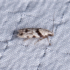 Pseudotelphusa palliderosacella