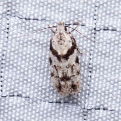 Pseudotelphusa palliderosacella