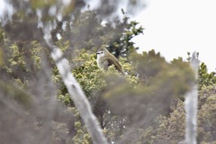 Pycnonotus flavescens leucops