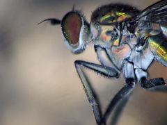 Hydrophorus litoreus