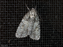 Acronicta modica