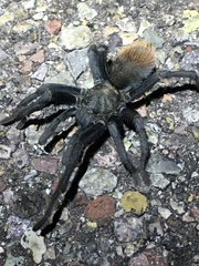Aphonopelma gabeli