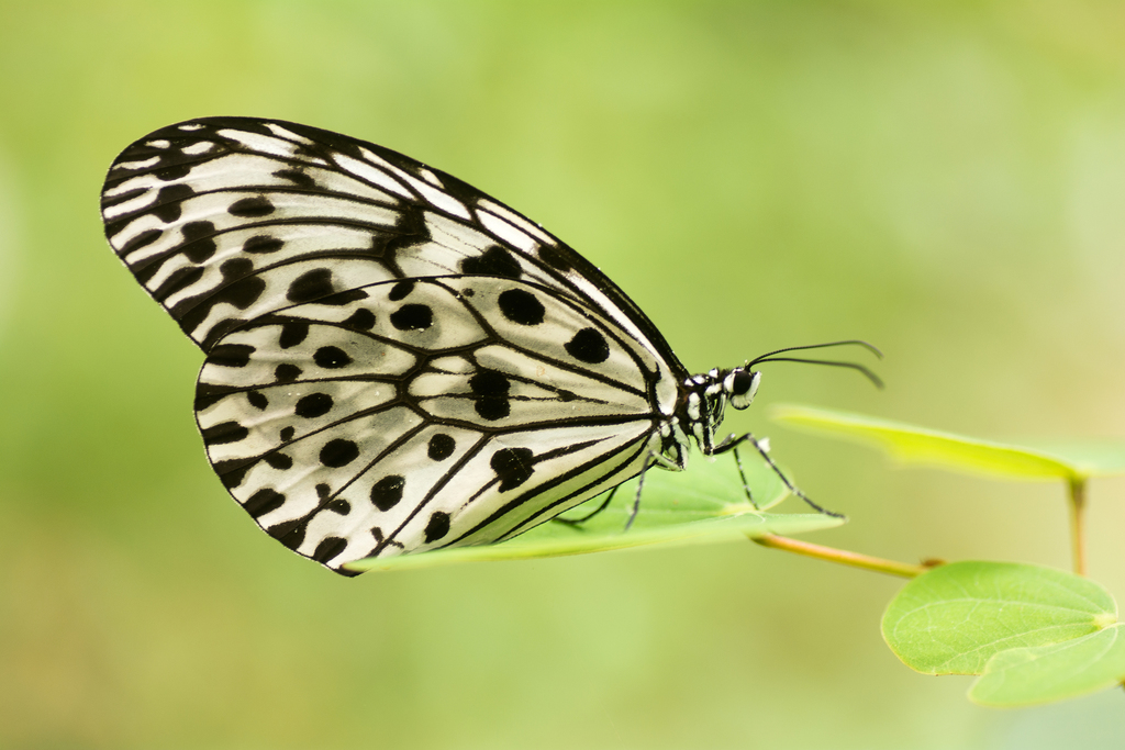 Malabar Tree Nymph
