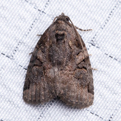 Pseudeustrotia indeterminata