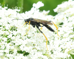 Exetastes suaveolens