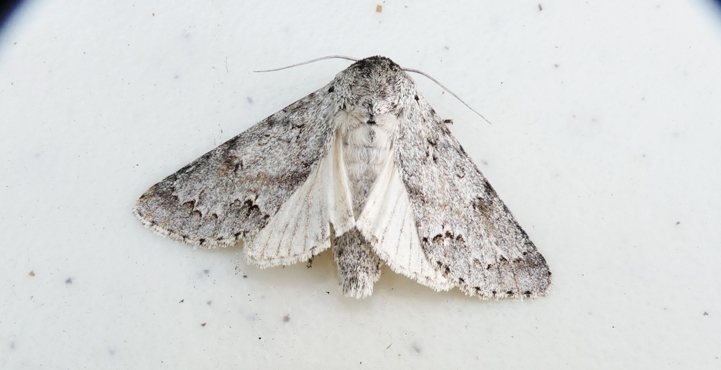Large Gray Dagger