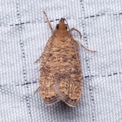 Psilocorsis quercicella