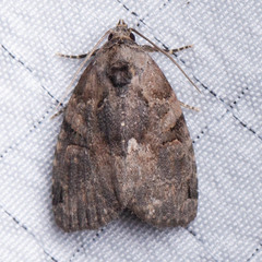 Pseudeustrotia indeterminata