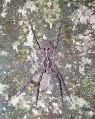 Enoploctenus