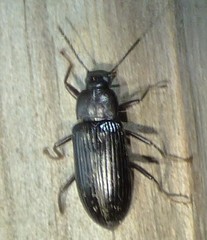 Strongylium terminatum