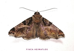 Calyptis