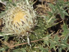 Cirsium quercetorum