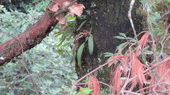 Rhynchostele cervantesii