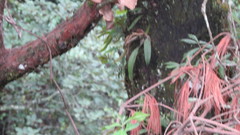 Rhynchostele cervantesii