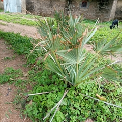 Arecaceae