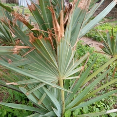 Arecaceae