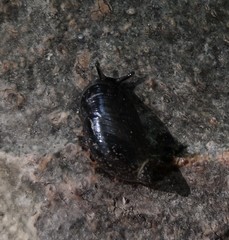 Succineidae