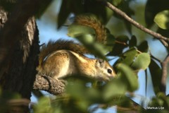 Funisciurus congicus