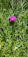 Cirsium vulgare