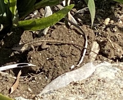 Sceloporus occidentalis
