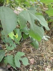 Broussonetia papyrifera